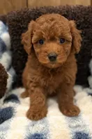 Lac, a male Poodle - Miniature  and Poodle - Standard  for sale in Fleming Island, FL – 2 of 2