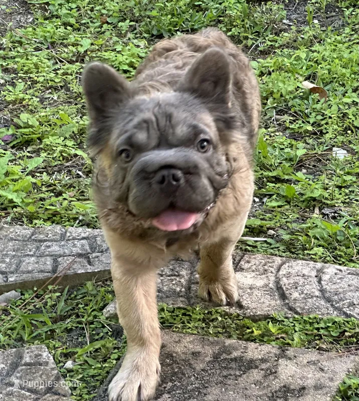 Teddy – French Bulldog puppy for sale in Raleigh, NC