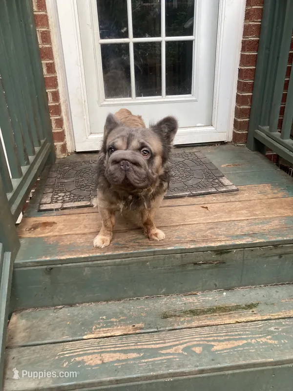 Teddy – French Bulldog puppy for sale in Raleigh, NC