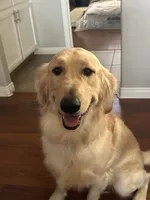 Max , a male Golden Retriever for sale in Bakersfield, CA – 1 of 6