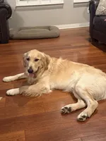 Max , a male Golden Retriever for sale in Bakersfield, CA – 4 of 6