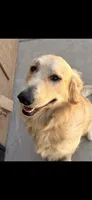 Max , a male Golden Retriever for sale in Bakersfield, CA – 5 of 6