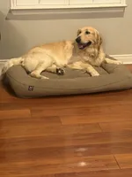 Max , a male Golden Retriever for sale in Bakersfield, CA – 3 of 6