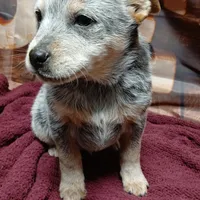 Pup 2, a female Australian Cattle Dog for sale in Rapid City, MI – Photo 2 of 3