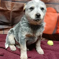 Pup 2, a female Australian Cattle Dog for sale in Rapid City, MI – Photo 3 of 3