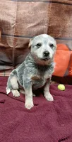 Pup 2, a female Australian Cattle Dog for sale in Rapid City, MI – Photo 3 of 3