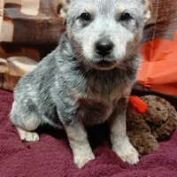 Pup 2, a female Australian Cattle Dog for sale in Rapid City, MI – Photo 1 of 3