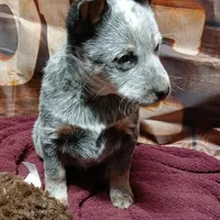 Pup 3, a male Australian Cattle Dog for sale in Rapid City, MI – Photo 2 of 4