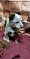 Pup 3, a male Australian Cattle Dog for sale in Rapid City, MI – Photo 2 of 4