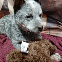 Pup 3, a male Australian Cattle Dog for sale in Rapid City, MI – Photo 1 of 4