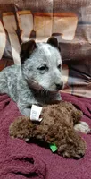 Pup 3, a male Australian Cattle Dog for sale in Rapid City, MI – Photo 1 of 4