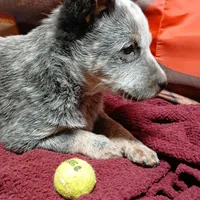 Pup 3, a male Australian Cattle Dog for sale in Rapid City, MI – Photo 4 of 4