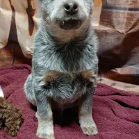 Pup 3, a male Australian Cattle Dog for sale in Rapid City, MI – Photo 3 of 4