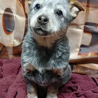 Pup 4, a male Australian Cattle Dog for sale in Rapid City, MI – Photo 2 of 3
