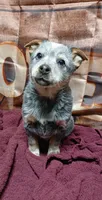 Pup 4, a male Australian Cattle Dog for sale in Rapid City, MI – Photo 2 of 3