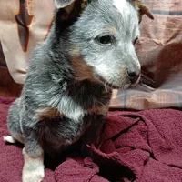 Pup 4, a male Australian Cattle Dog for sale in Rapid City, MI – Photo 3 of 3
