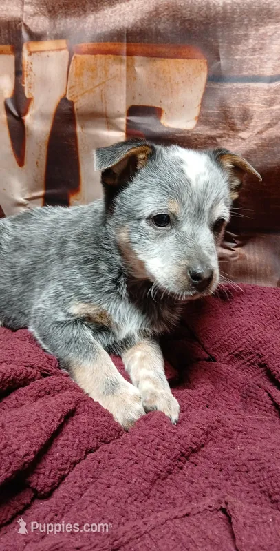 Pup 4, a male Australian Cattle Dog for sale in Rapid City, MI – Photo 1 of 3