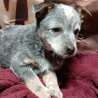Pup 4, a male Australian Cattle Dog for sale in Rapid City, MI – Photo 1 of 3