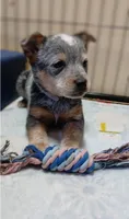Sadie, a female Australian Cattle Dog for sale in Rapid City, MI – Photo 2 of 2