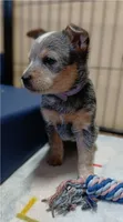 Sadie, a female Australian Cattle Dog for sale in Rapid City, MI – Photo 1 of 2