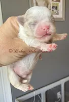 Male 1, a male Shih Tzu for sale in Belton, TX – Photo 3 of 4