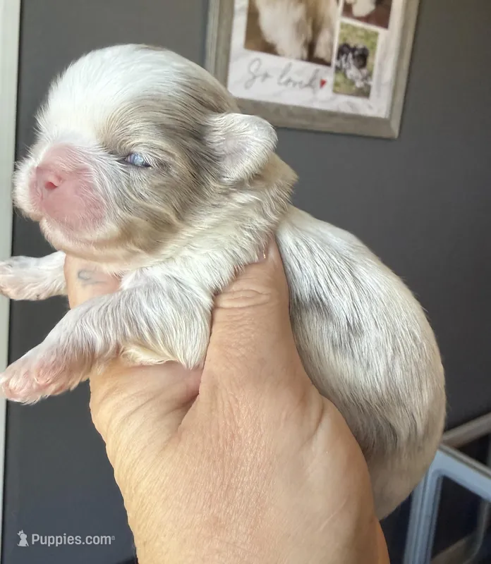 Max – Shih Tzu puppy for sale in Belton, TX