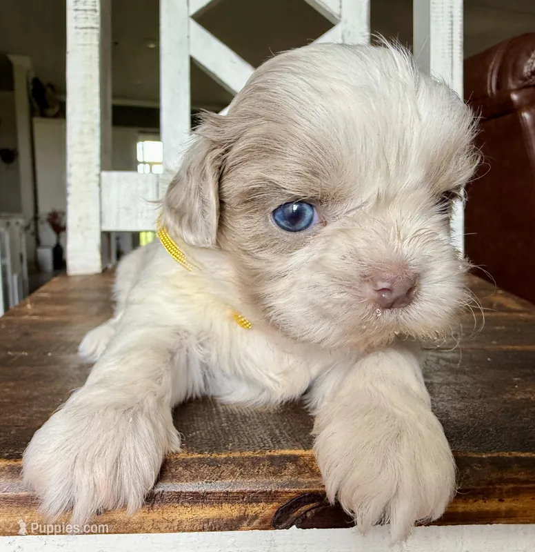 Max – Shih Tzu puppy for sale in Belton, TX