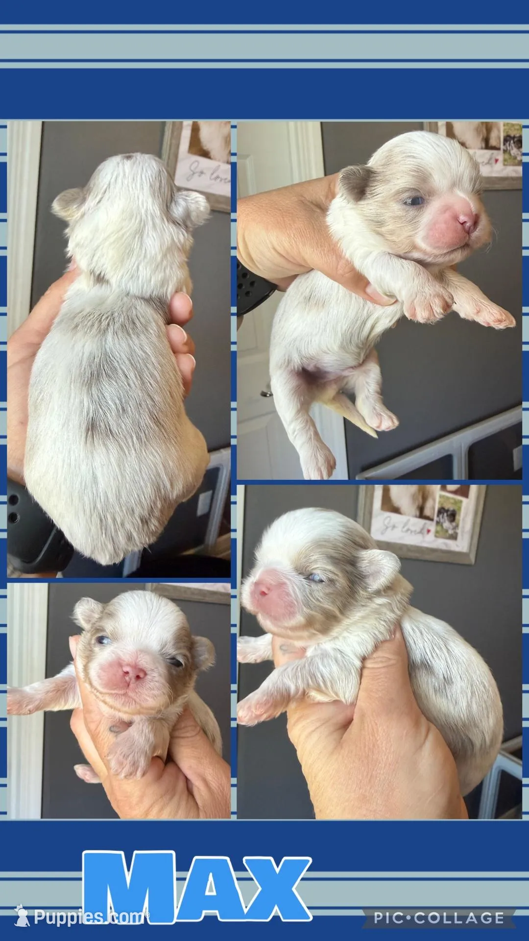 Max, a male Shih Tzu for sale in Belton, TX – Photo 5 of 8