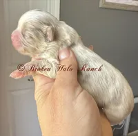 Male 1, a male Shih Tzu for sale in Belton, TX – Photo 1 of 4