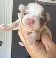 Max, a male Shih Tzu for sale in Belton, TX – Photo 2 of 8