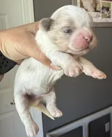 Max, a male Shih Tzu for sale in Belton, TX – Photo 4 of 8