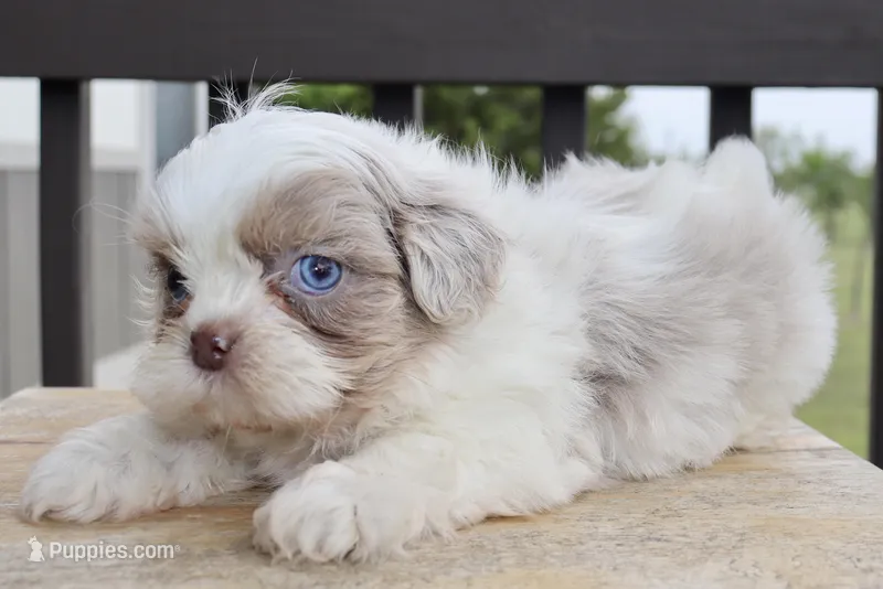 Max – Shih Tzu puppy for sale in Belton, TX