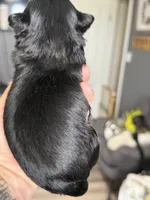 Akc black dobie Pear , a female Shih Tzu for sale in Belton, TX – 3 of 5