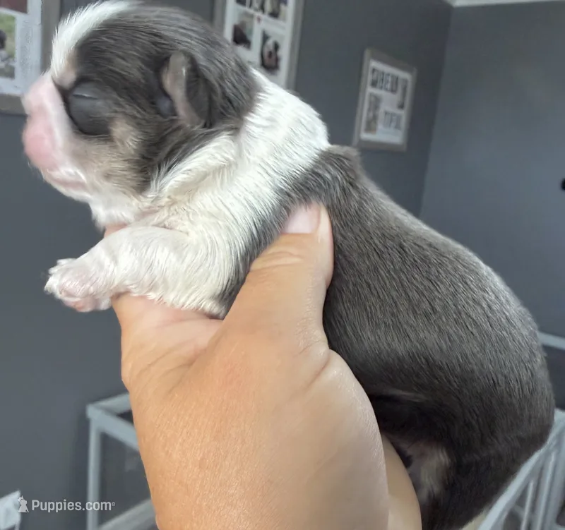 Akc blue dobie & white Luna – Shih Tzu puppy for sale in Belton, TX