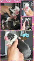 Akc blue dobie & white Luna, a female Shih Tzu for sale in Belton, TX – 3 of 3
