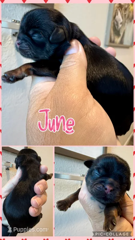 Akc black dobie June – Shih Tzu puppy for sale in Belton, TX