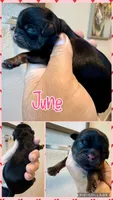 Akc black dobie June, a female Shih Tzu for sale in Belton, TX – 1 of 2