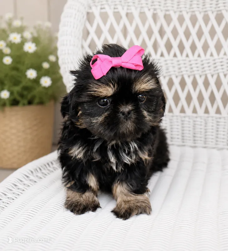 Akc black dobie June – Shih Tzu puppy for sale in Waco, TX