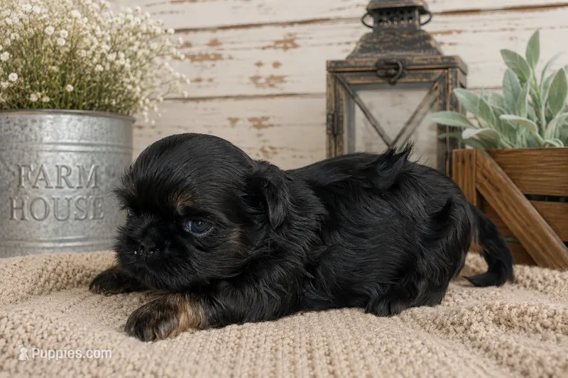 Akc black dobie Rocket  – Shih Tzu puppy for sale in Belton, TX