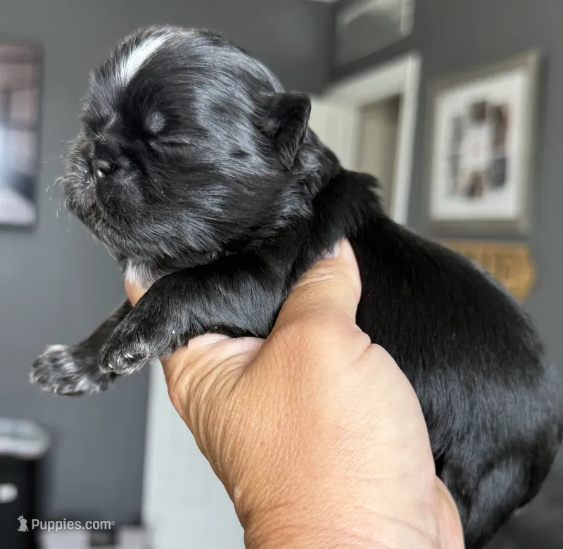 Akc black dobie Pear  – Shih Tzu puppy for sale in Belton, TX