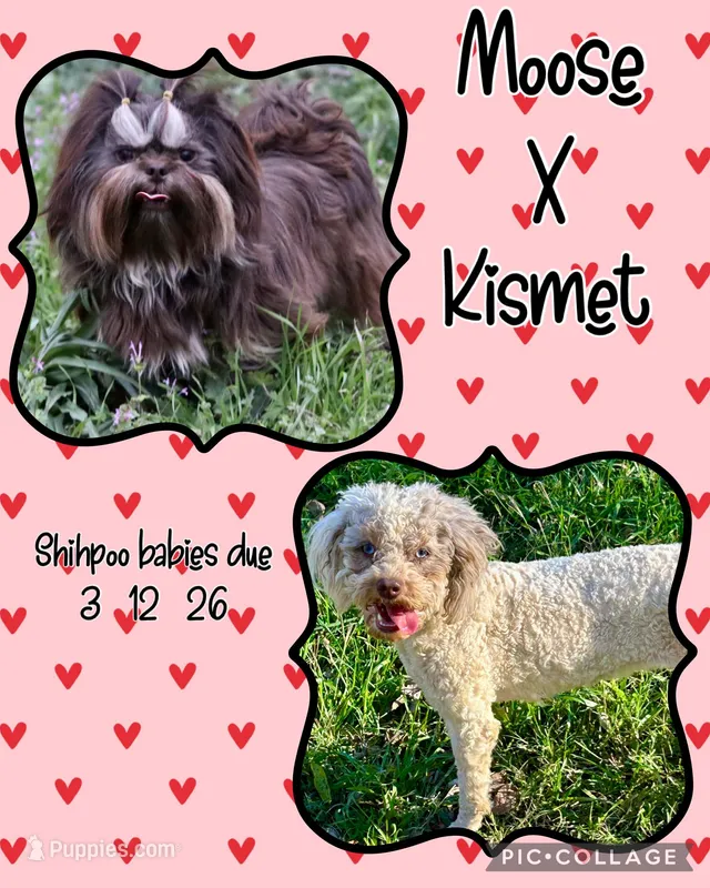 Litter coming merle/ chocolate shihpoo