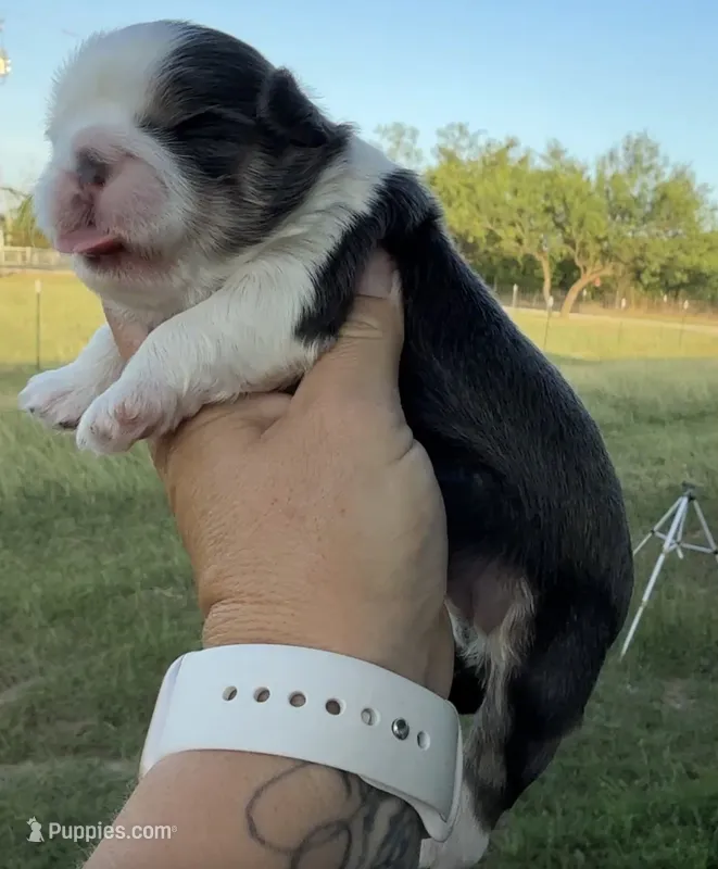 Akc blue dobie & white Luna – Shih Tzu puppy for sale in Belton, TX