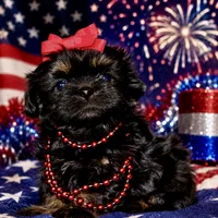 Orange akc black dobie , a female Shih Tzu for sale in Waco, TX – 1 of 5