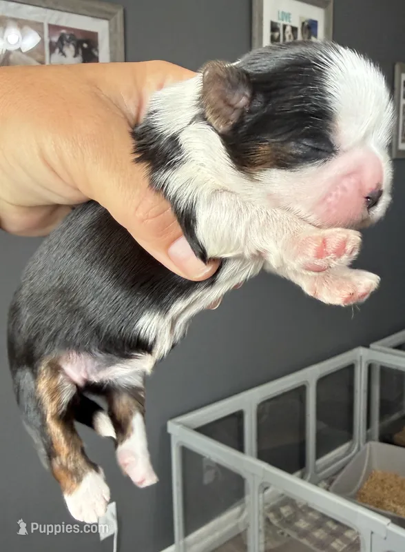 Akc black dobie Nova – Shih Tzu puppy for sale in Belton, TX