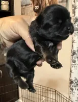 Orange akc black dobie , a female Shih Tzu for sale in Belton, TX – 3 of 5