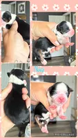 Akc black dobie Nova, a female Shih Tzu for sale in Belton, TX – 3 of 3