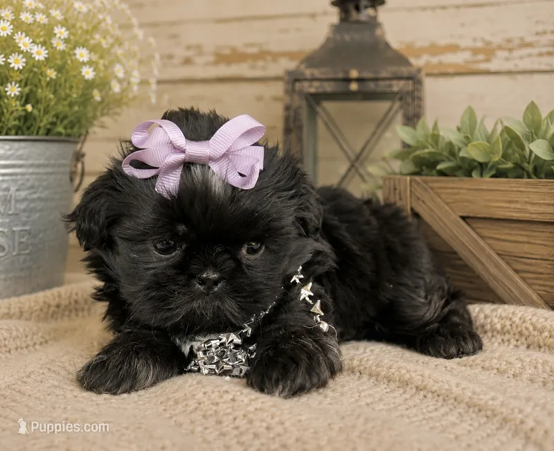 Akc black dobie Pear  – Shih Tzu puppy for sale in Belton, TX
