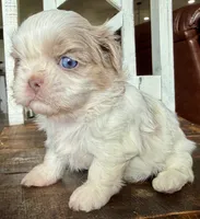 Dibbs , a female Shih Tzu for sale in Belton, TX – Photo 2 of 5