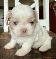 Dibbs , a female Shih Tzu for sale in Belton, TX – Photo 3 of 5