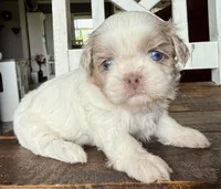 Dibbs , a female Shih Tzu for sale in Belton, TX – Photo 4 of 5